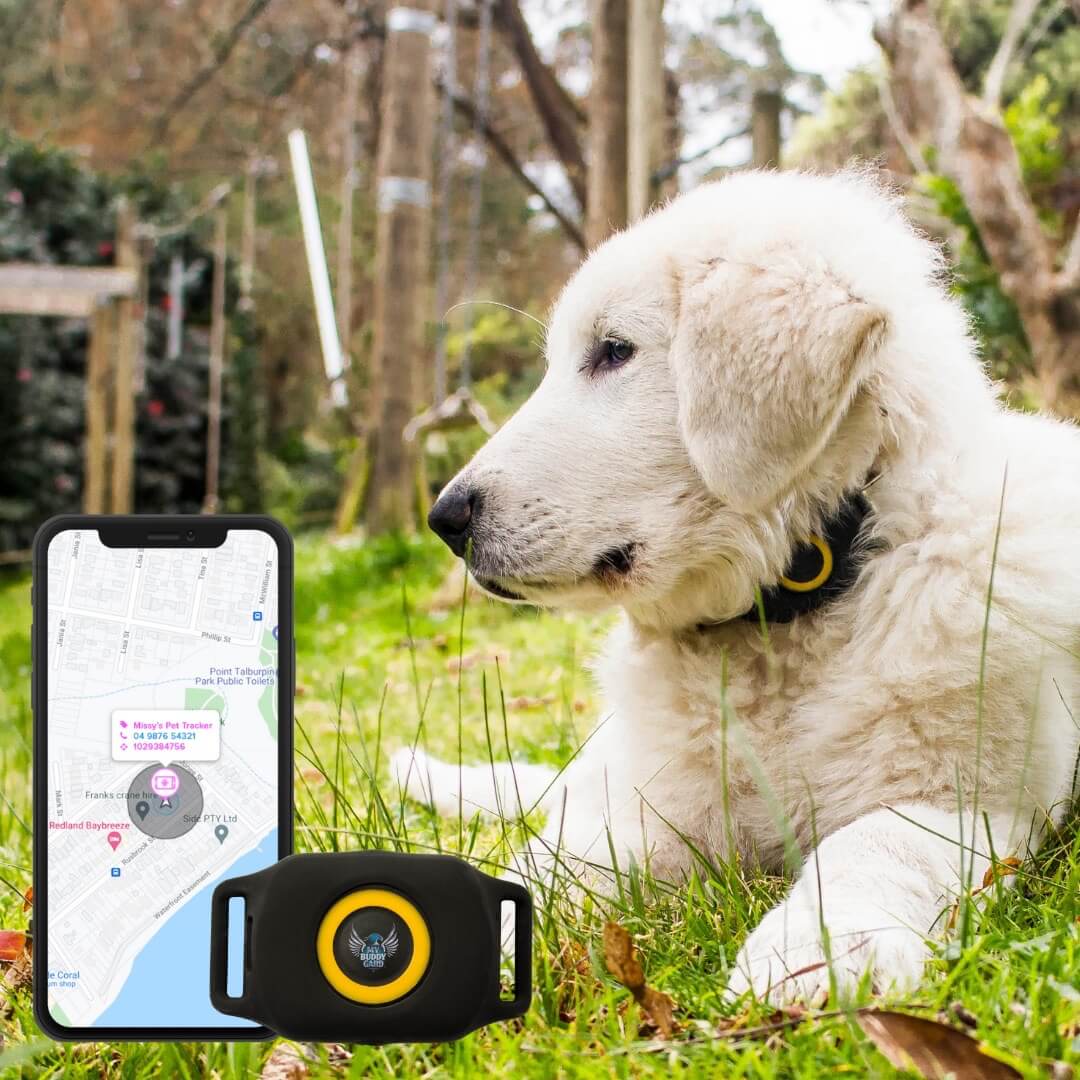 Why Do Pets Need GPS Trackers