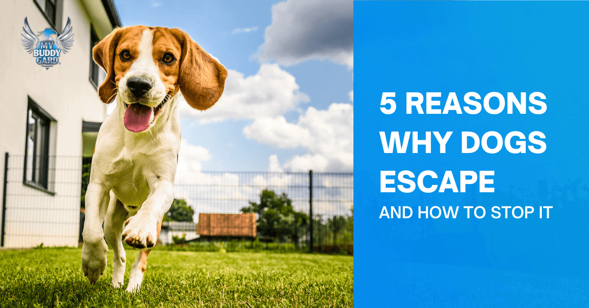 5 Reasons Why Dogs Escape and How to Stop It