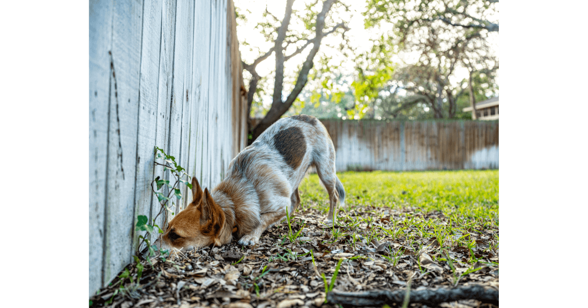 dog digging the fence