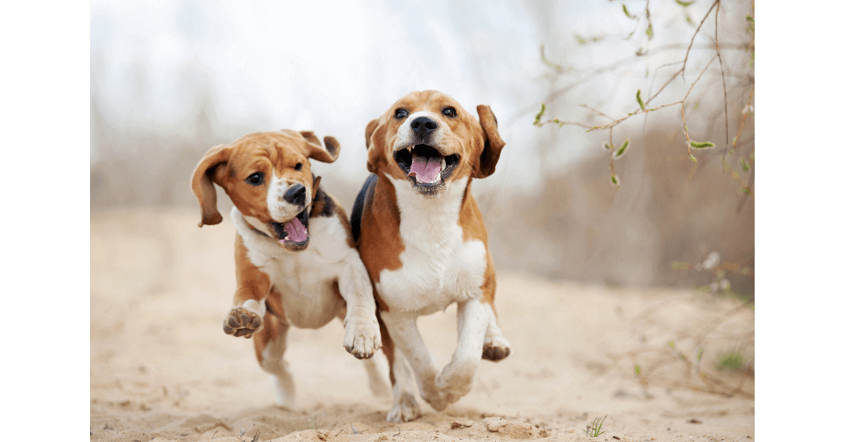 dogs running