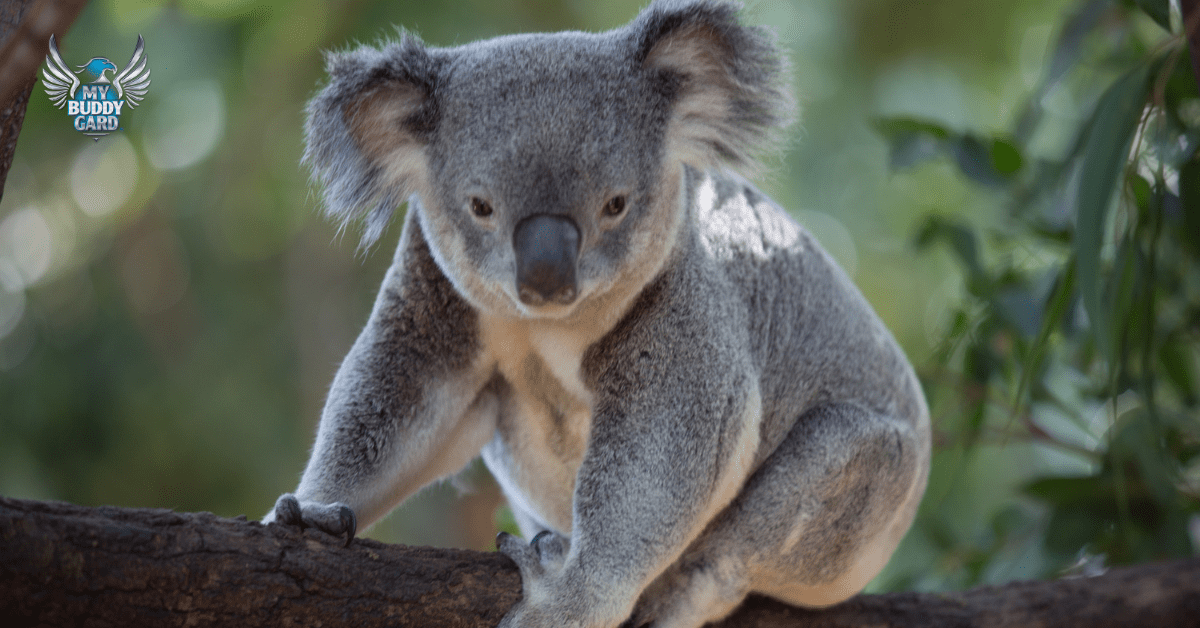 World Koala Day